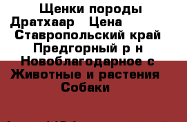 Щенки породы Дратхаар › Цена ­ 5 000 - Ставропольский край, Предгорный р-н, Новоблагодарное с. Животные и растения » Собаки   
